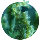 Microalgae Extract