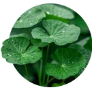 Gotu Kola Extract
