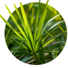 Saw Palmetto Extract