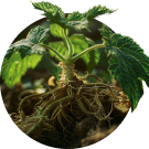 Nettle Root Extract