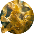 Seaweed Bioferment